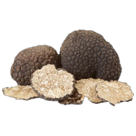 Tartufo fresco Nero Estivo (Tuber Aestivum Vitt.) Appennino Centrale IT