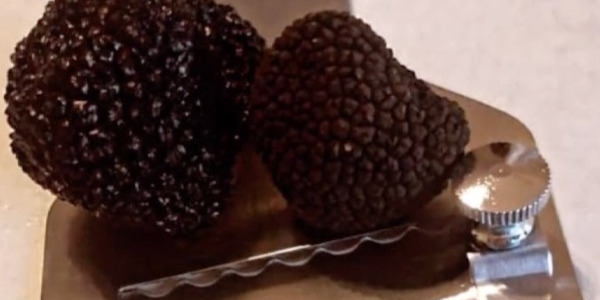 Summer Truffle day