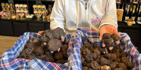 È iniziata la raccolta del tartufo nero e noi di Cipriani Tartufi siamo impegnati nei nostri terreni