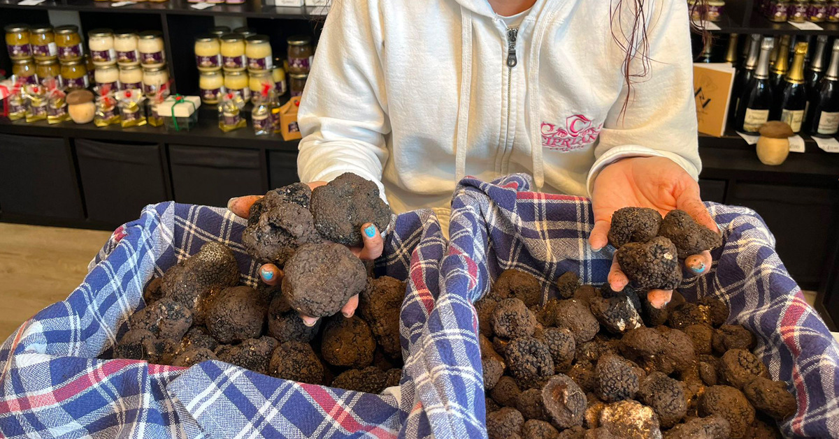 È iniziata la raccolta del tartufo nero e noi di Cipriani Tartufi siamo impegnati nei nostri terreni